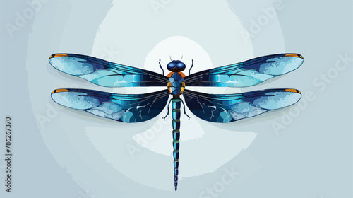 Libellula depressa is a blue bug species of dragonfly photo