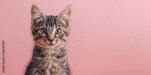Young striped kitten with curious eyes and subtle markings against a pastel pink backdrop