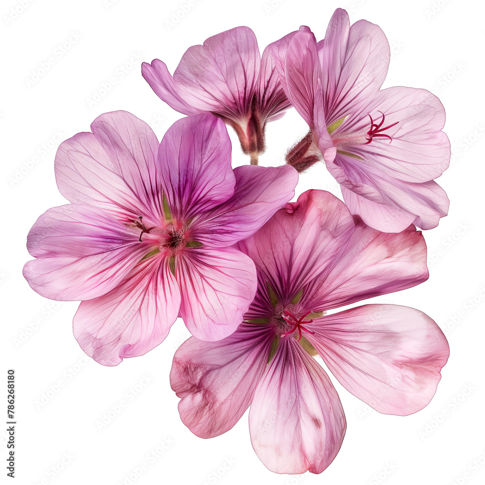 Natural plant geranium flower isolated on a white background