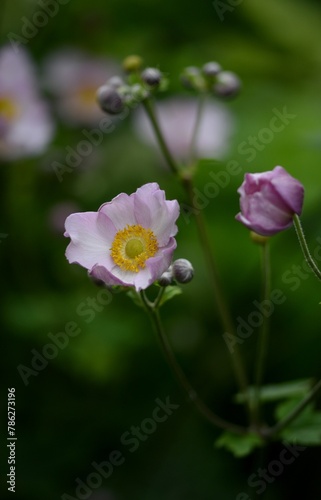 Anemone scabiosa closeup on bokeh garden background, anemone japonica in summer garden. © Anna