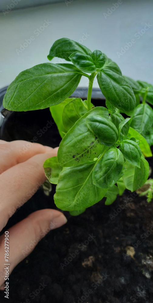 Cultivation of plants. Growing basil on the windowsill.