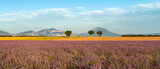 Warm soft sunset light on the lavender fields in Provence. Panoramic view of Valensole Plateau in the Alpes-de-Haute-Provence. France