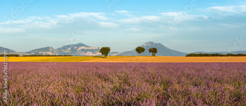 Warm soft sunset light on the lavender fields in Provence. Panoramic view of Valensole Plateau in the Alpes-de-Haute-Provence. France