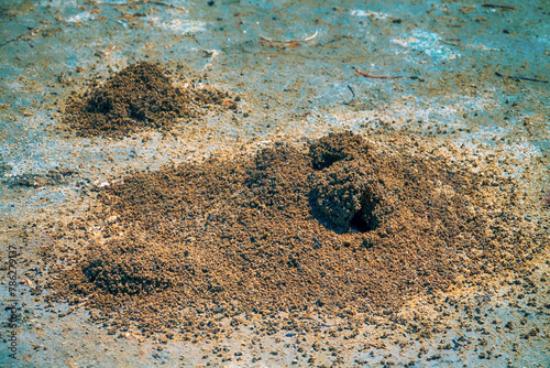 Myrmecology. Ants build anthills on salt marsh in form of earthen tower because salt water under crust of soil. Nomadic Myrmica limanica or driver ants builds such craters near exit. North Black Sea photo