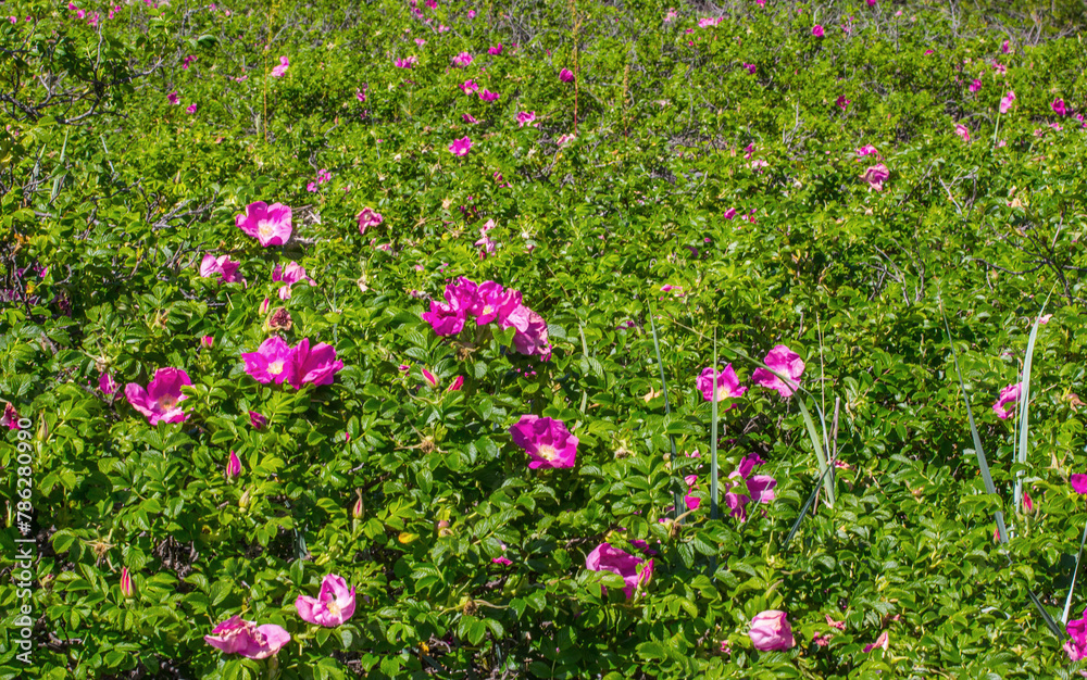 Naklejka premium Extensive thickets of wild roses (Rosa rugosa) on the coast of the islands of the Gulf of Finland, the Baltic Sea