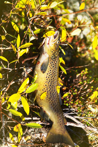 Spinning fishing (lure fishing) trout in lakes of Scandinavia. Brook trout (steelhead rainbow trout, char, bull-trout, cutthroat, lax, Salmo trutta trutta - male) caught on rotating spinner photo