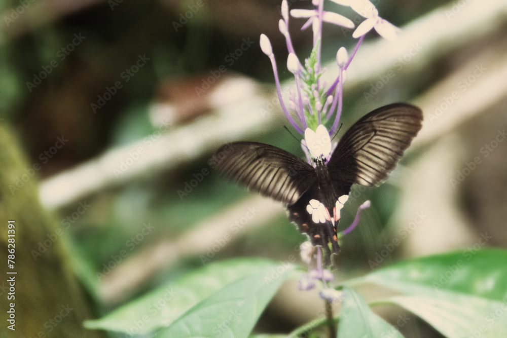Fototapeta premium Swallowtail butterfly (possibly Papilio polytes) in wintertime rain forest. Thailand