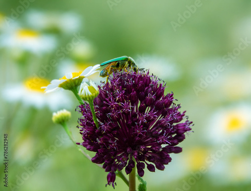 Broadleaf wild leek (Allium atroviolaceum) onions grow in deposits (dry steppe) of the northern Black Sea region and Crimea. Many nectarophages and pollinators of flowers: Cantharis photo