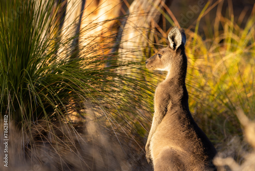 Joey baby  Western Grey Kangaroo being alert in Whiteman Park in the Swan Valley around Perth, Western Australia photo