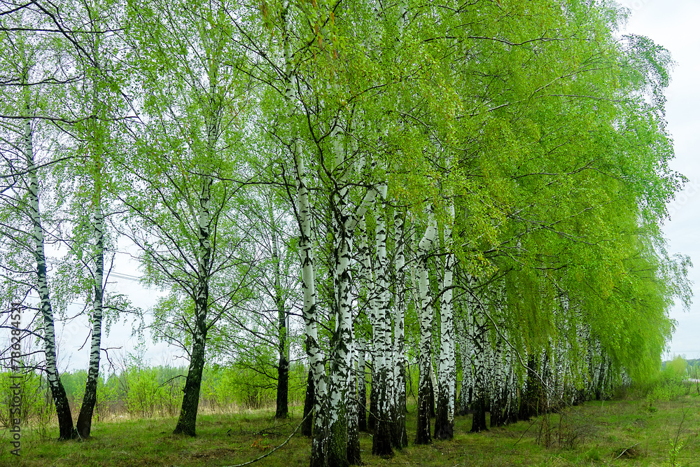 Fototapeta premium Birch grove in spring with young green foliage. Central Russia, forest-steppe zone. Weeping birch; white birch (Betula pendula, B. verrucosa)