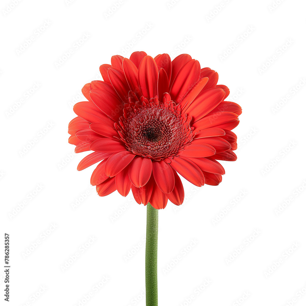 Nature red gerbera flower isolated on a white background