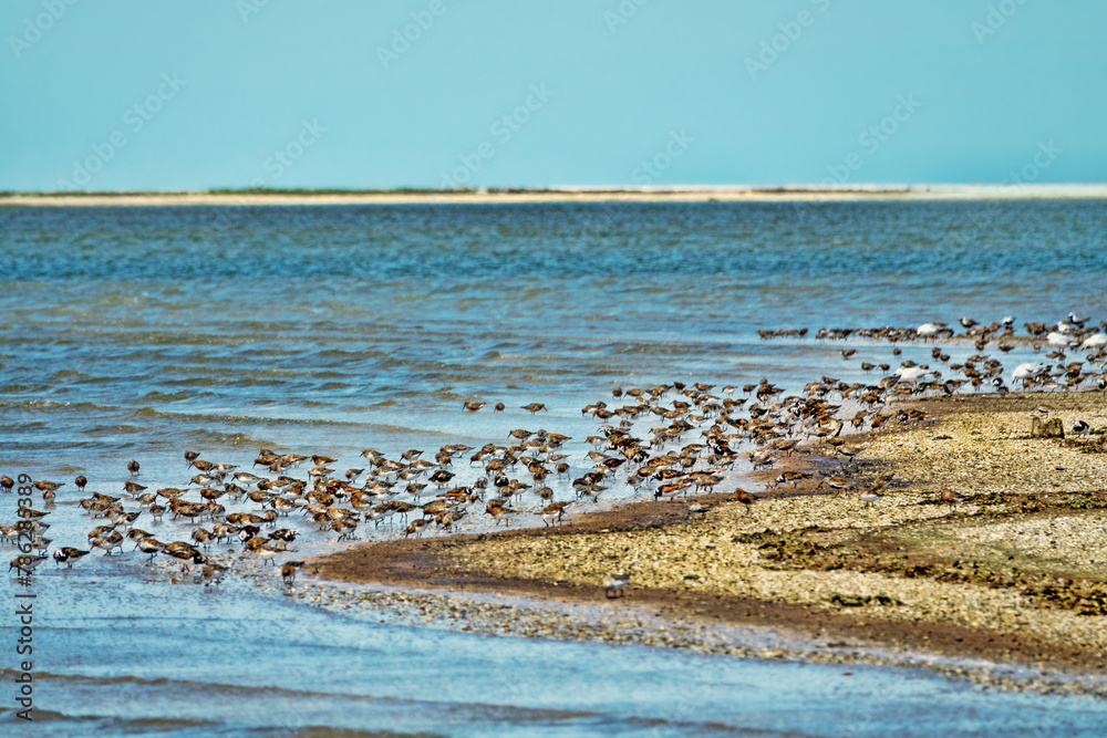 Azov sea lagoons at water runoff in the hot summer period at noon. There is a hot haze over the water and sandy-muddy shoals (mudflats). Feeding place of migrating birds (arctic sandpipers). Wetlands
