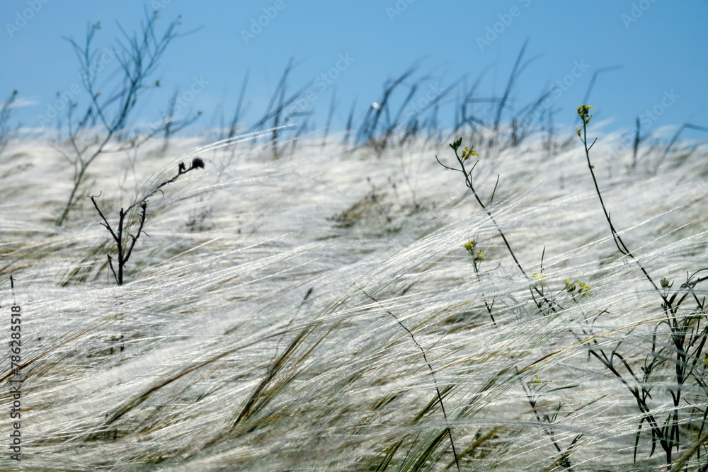 Obraz premium A plot of dry steppe. Needle grass (Stipa lessingiana) or Stipa pontica or Stipa ucrainica. Kerch Peninsula, Crimea