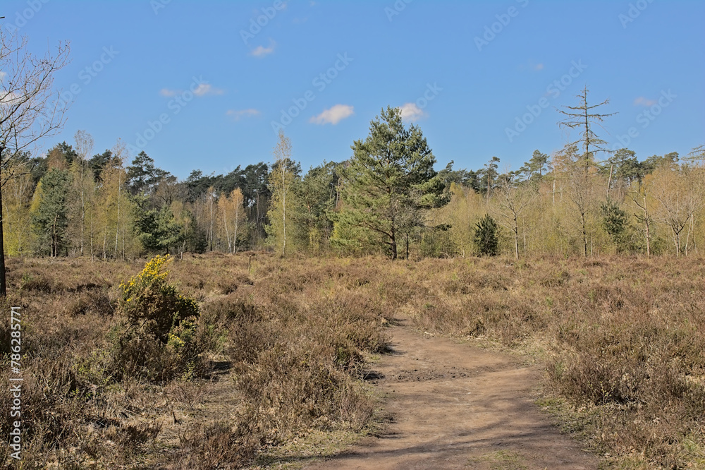 Landscape with heath and forest on a sunny spring day in Maldegemveld nature reserve, Ursel, Flanders, Belgium Landscape with heath and forest on a sunny spring day in Maldegemveld nature reserve, Ursel, Flanders, Belgium