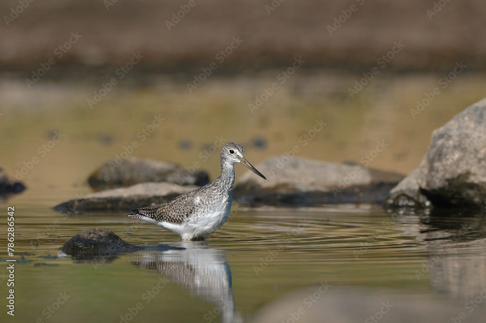 Greater Yellowlegs cleaning its feathers Greater Yellowlegs cleaning its feathers