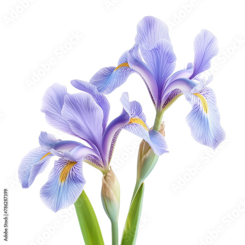 Iris flower close-up photos isolated on a white background