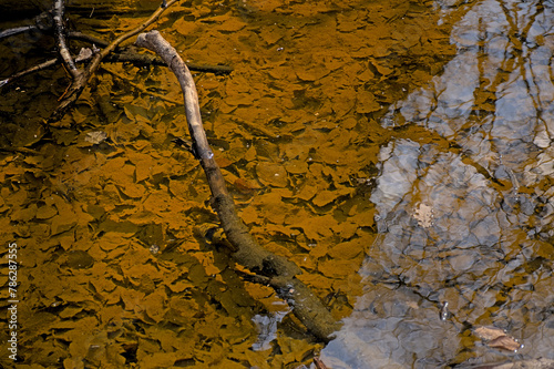 Pool in the forest, with brown leafs on the ground and reflection of trees and sky. photo