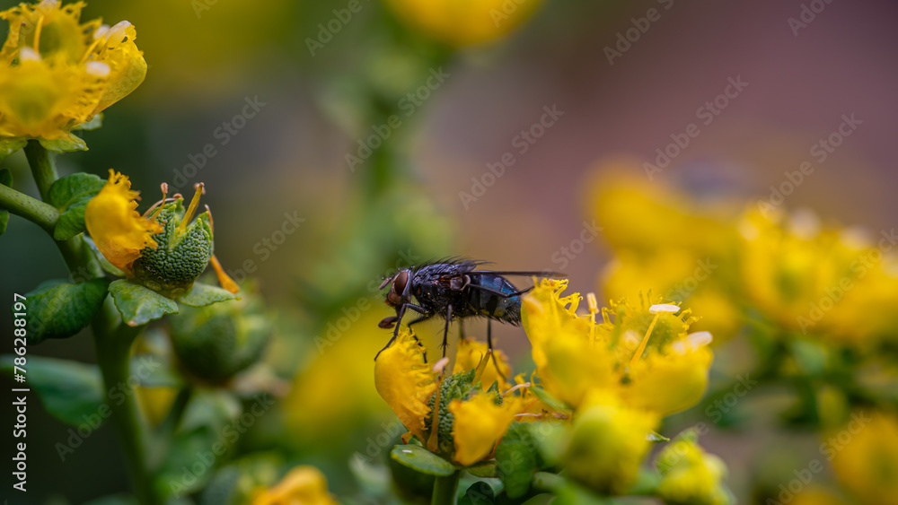 closeup bee on yellow flower closeup bee on yellow flower