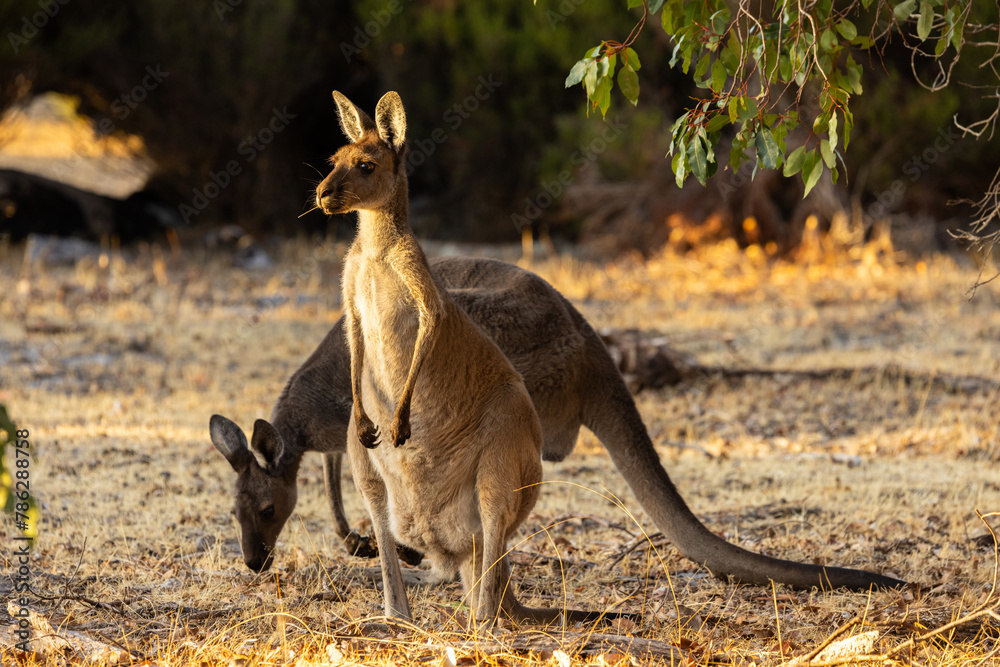 Wild Western Grey Kangaroo being alert in Whiteman Park in the Swan Valley around Perth, Western Australia Wild Western Grey Kangaroo being alert in Whiteman Park in the Swan Valley around Perth, Western Australia