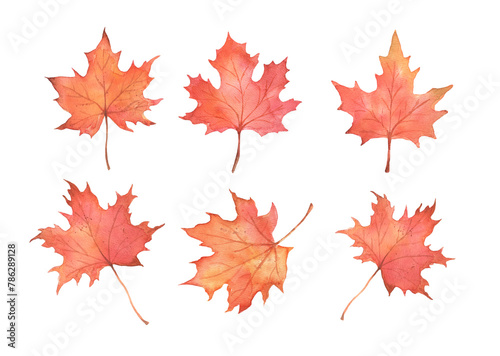 Autumn maple leaf. Hand drawn watercolor fall illustrations set isolated. Leaves collection