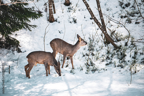 Rehe auf Nahrungssuche 