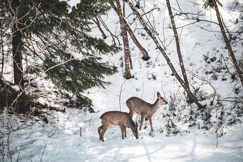 Rehe auf Nahrungssuche 