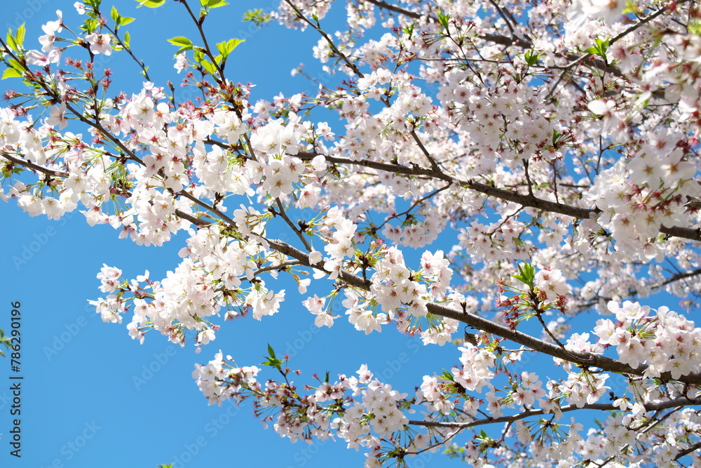 Obraz premium 東京都杉並区の公園の桜