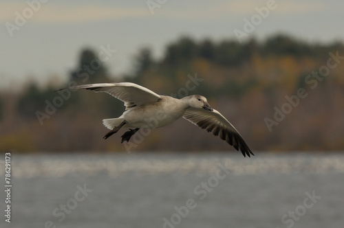Snow Goose in flight near a Lake in Quebec