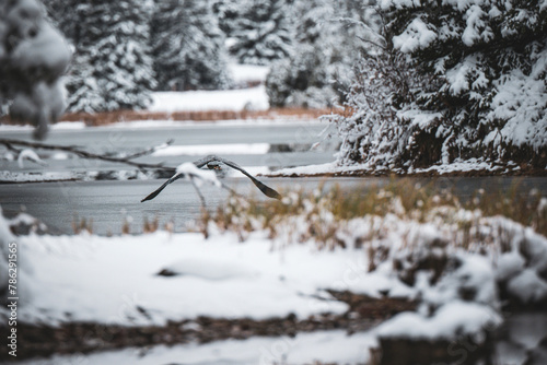 Grauhreiher im Winter photo