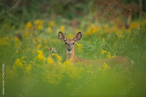 Female White-Tailed Deer in a Field