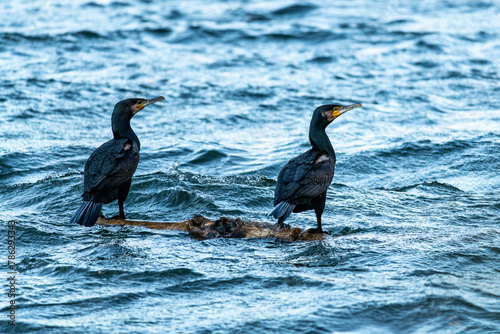 two cormorants lurking on a floating log on the choppy waters of the lak