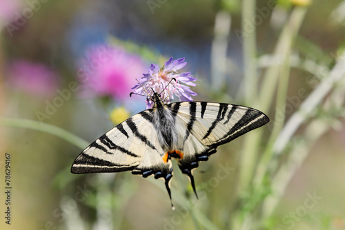 Segelfalter (Iphiclides podalirius) Schmetterling auf Blüte 