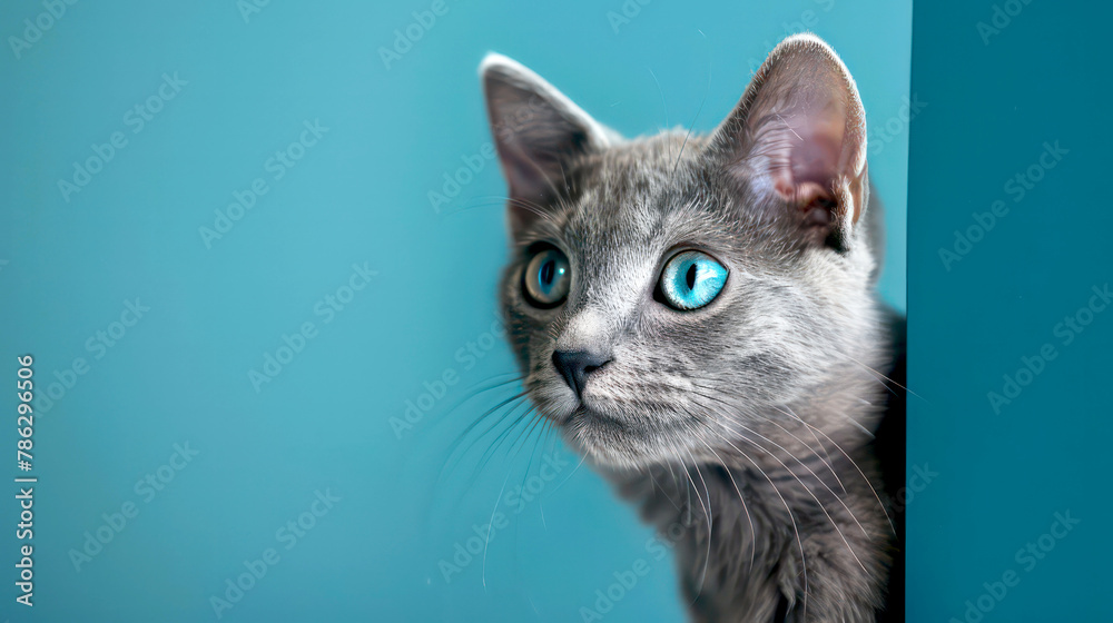a cute grey cat with blue eyes peeking behind the wall, simple design concept, solid background color with copyspace.