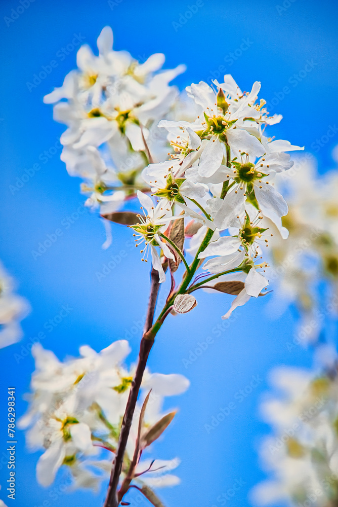 6月に果実を収穫できるジューンベリーの木に、春、満開の美しい花が咲く風景
