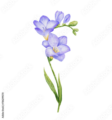 Watercolor violet freesia flower branch with leaves. Hand drawn color drawing isolated