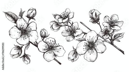 Engraved Cherry Blossom Vector Hand-Drawn Flowers 