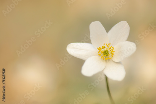 wood anemone "Anemonoides nemorosa" isolated from the background