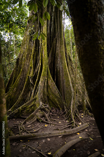 Giant tree trunk from the Amazon rainforest