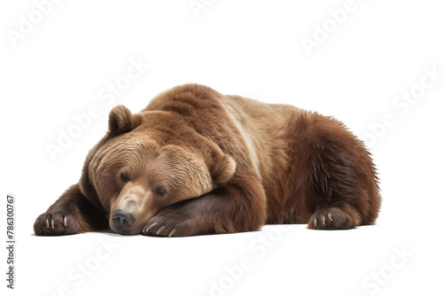 brown bear isolated on white © PNG FOR YOU