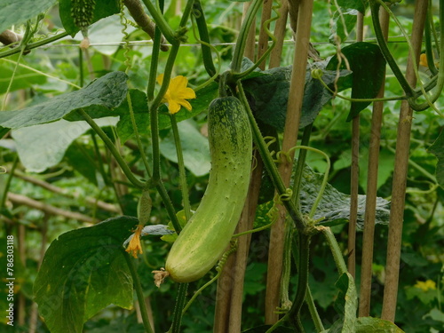 Young cucumbers sgrowing in the garden on a special grid. Harvesting concept.