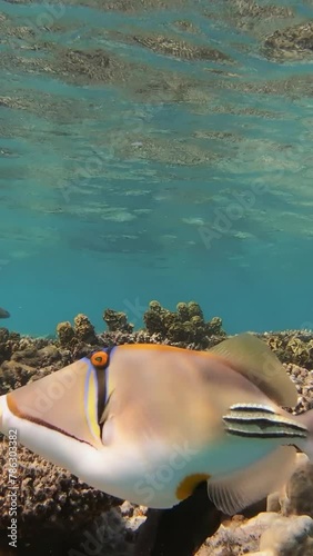Picasso triggerfish (Rhinecanthus assasi) in Red Sea, Egypt. Vertical video photo