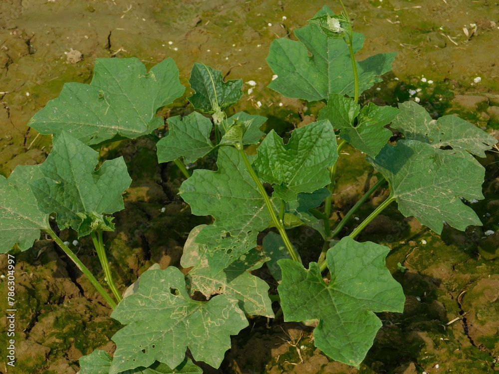 Fototapeta premium A few beautiful fresh ridge gourd plants. 