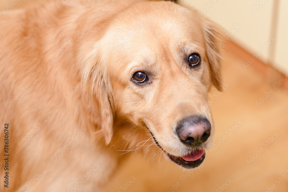Golden labrador retriever dog alone at home. Closeup.