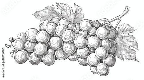 Grape vector freehand pencil drawn sketch. Illustration