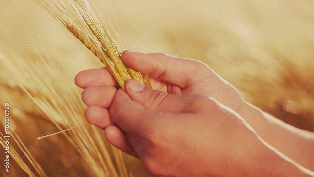 Fototapeta premium Agriculture. farmer hands hold spikelets of yellow ripe wheat farm in the field. agriculture business concept. close-up of a farmer hands examining sprouts of ears sunset of ripe wheat at in an field