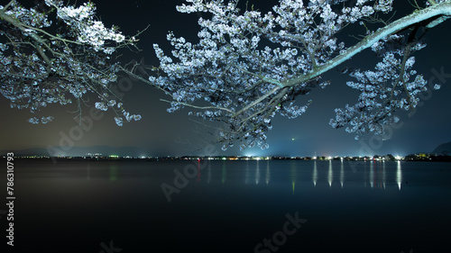 湖と桜夜景