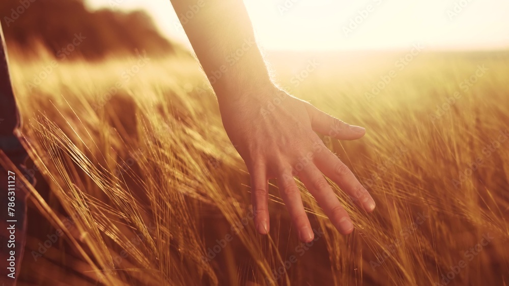 Obraz premium Agriculture. close-up of a farmer hand touching spikelets of yellow wheat at sunset. agriculture business concept. farmer hand touches the wheat in the agricultural field lifestyle