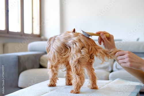 Unrecognised Female Doing Hand Stripping For Her Purebred Dog Yorkshire Terrier At Home Background. Taking Care Of Pet.