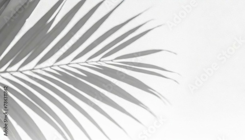Whispers of Nature: Palm Leaf Silhouette