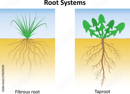 фотографія Root systems